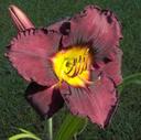 Day Lily