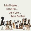 Dog training in Kennesaw, GA