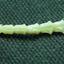 ash borer larve