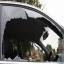 Call now for your free auto glass quote in Plaquemine LA 70764!!