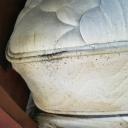 bed bugs