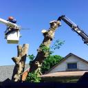 Large Tree Removal