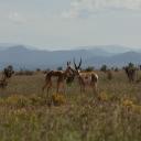 Impalas in the Santa Fe countryside