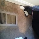 stain removal