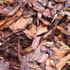 Pine Bark Mulch