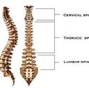 Chiropractor3