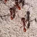 Fire ants