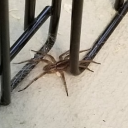 Spiders