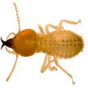 termites