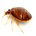 bed bugs