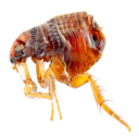 fleas