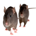 rodents