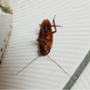 Roaches
