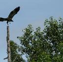 aigle a tete blanche