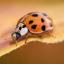 Peoria Pest Control