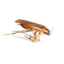 Peoria Pest Control
