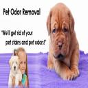 Pet Urine & Odor Treatments