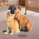 Pet Odor and Stain Removal