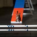 Dog Agility