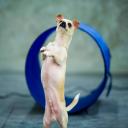 Positive Dog Training