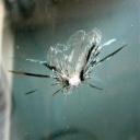 Call now for your free auto glass quote now!!