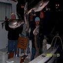 Fall Striped Bass in Chesapeake Bay