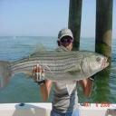 Big Striper in Spring Striper Season