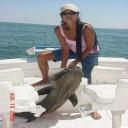 Cobia in the Chesapeake Bay