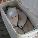 Big Chesapeake Bay Flounder