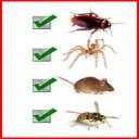 bed bug removal los angeles