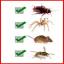 bed bug removal los angeles