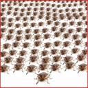 bed bug removal pasadena
