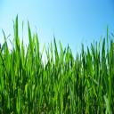 Services: Shrub And Tree Installation, Mulch Installation, Hydro  seeding, 