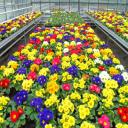 Specialties: Flowerbeds, Residential, Commercial, Watering, Insects, Poison