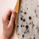 Mold in Home