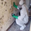 Mold Evaluation
