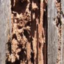 wood destroying insect inspections