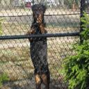 Dog Breeder Manorville, NY