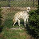 Dog Day Care Center Manorville, NY