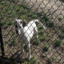 Kennel, Dog Boarding