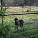 Long Island Puppies for Sale