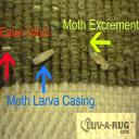 early moth damage