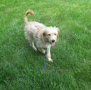 Friends of Amanda's Pet Care