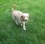 Friends of Amanda's Pet Care