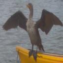 Cormorants hitching a ride