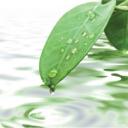 Green Pest Services