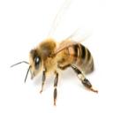 bee control san diego