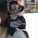 how long do capuchin monkeys live