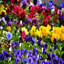 Pansies
