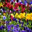 Pansies